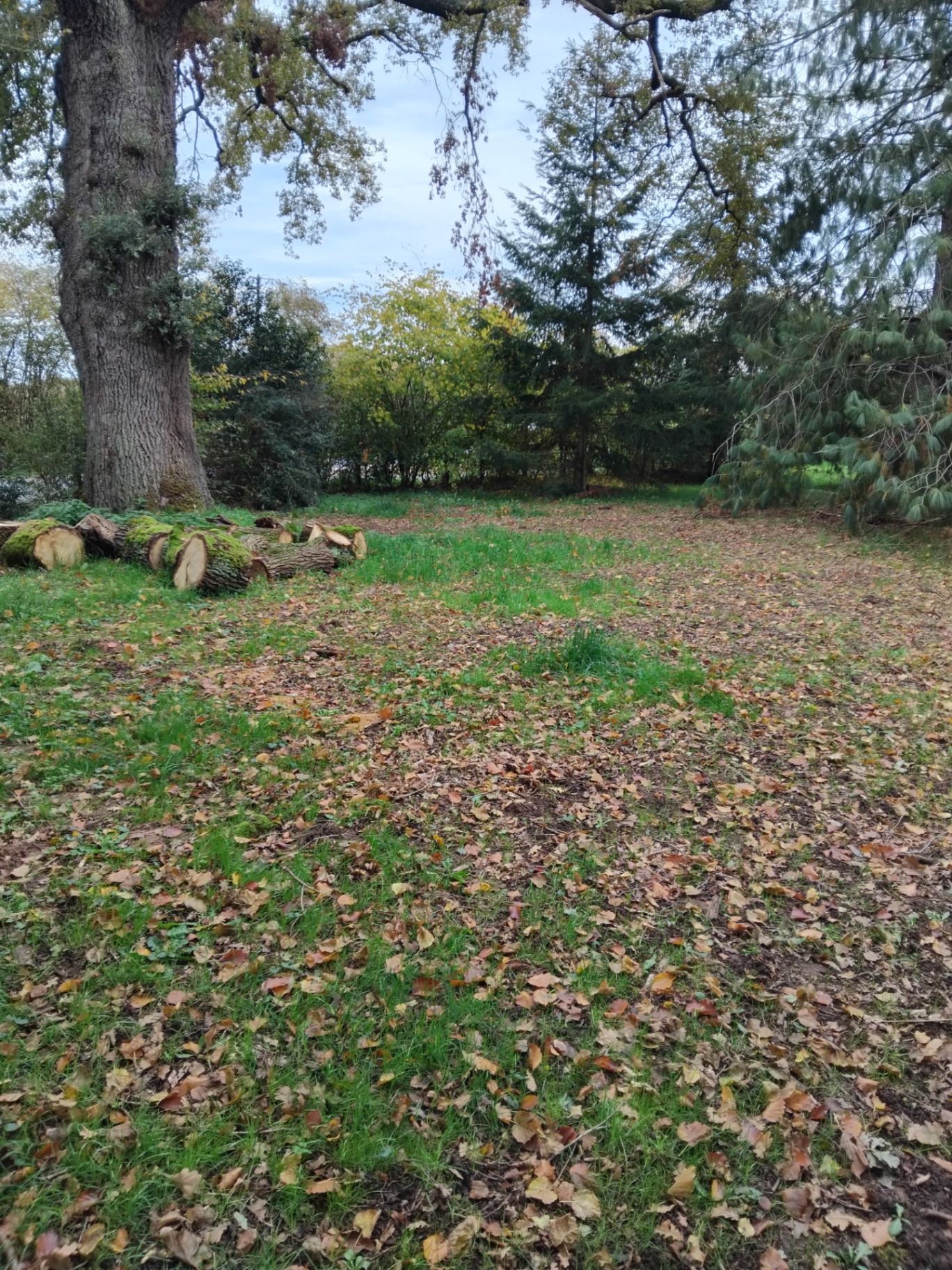 Évacuation de branches et remise en état du terrain — après
