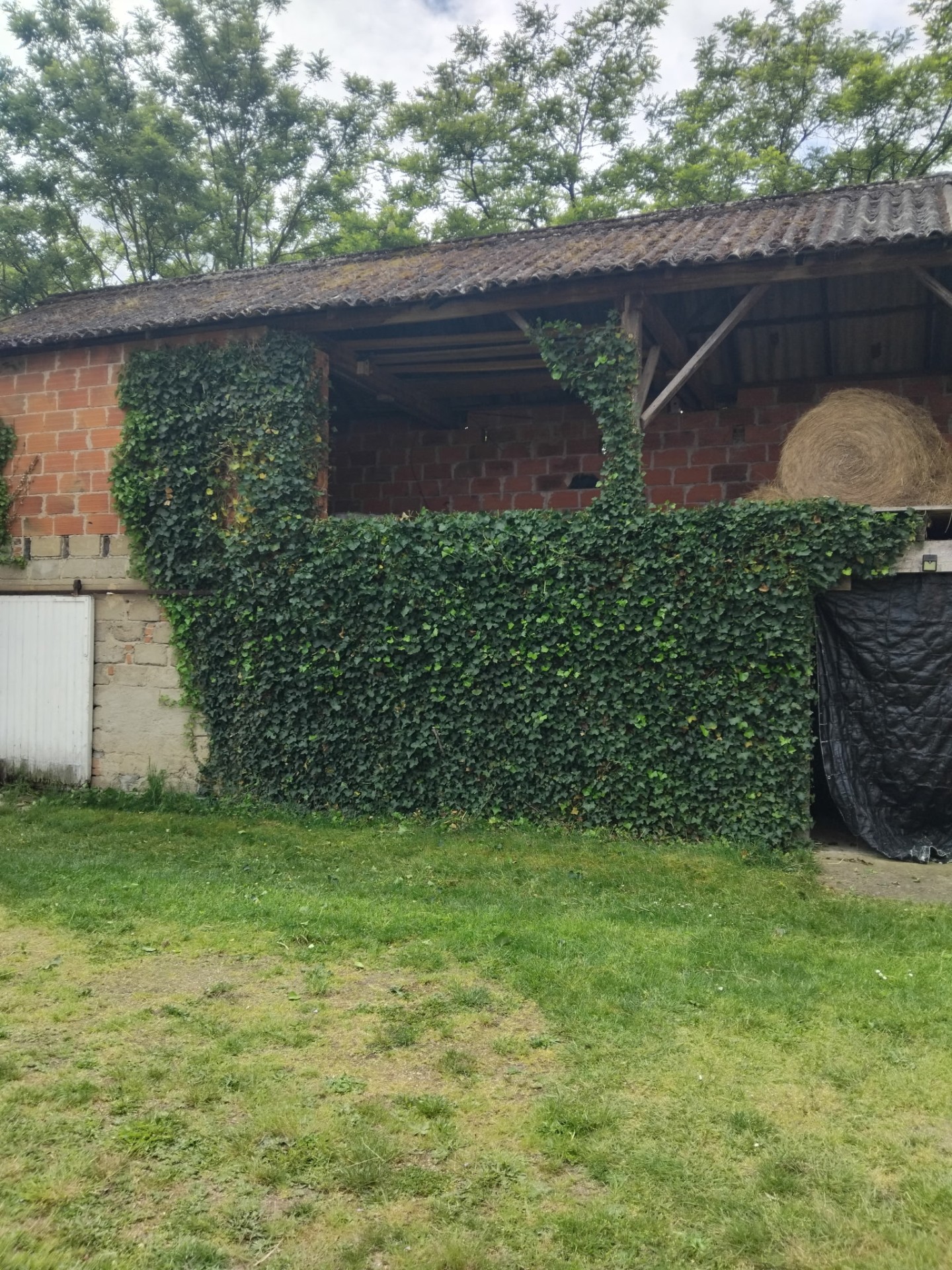 Taille de lierre sur mur de hangar — après