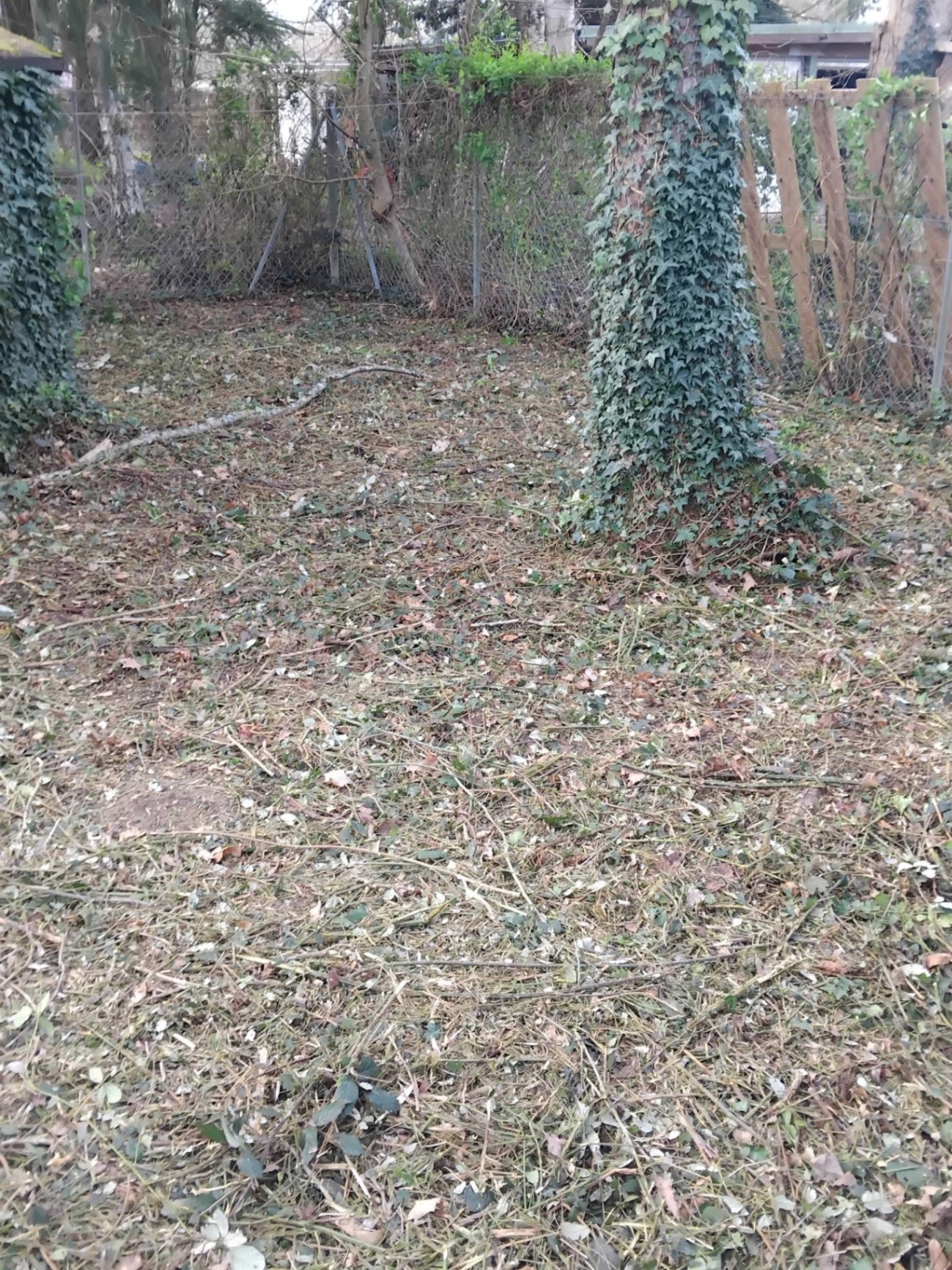 Débroussaillage d'un terrain envahi de ronces — après