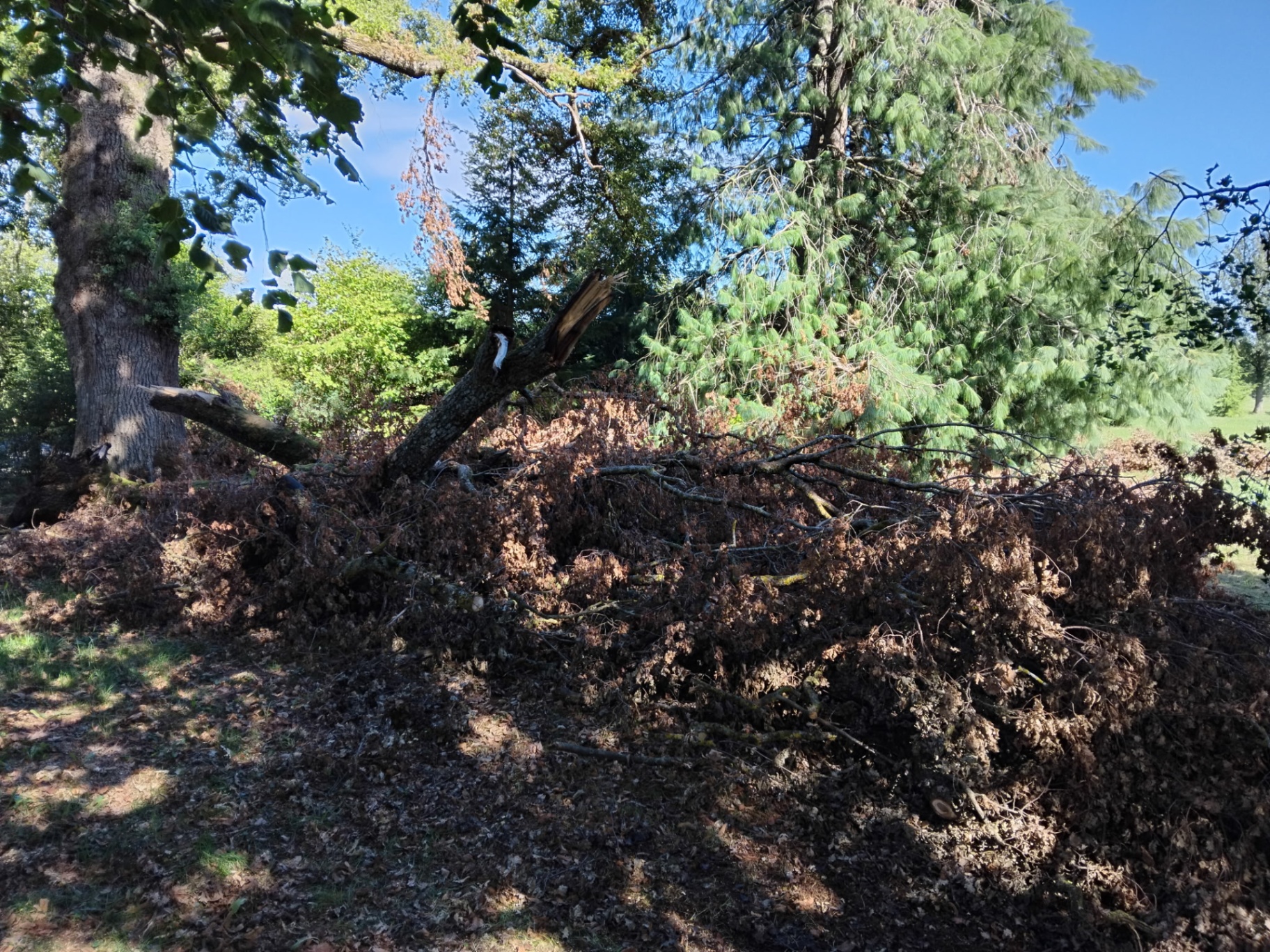 Évacuation de branches et remise en état du terrain — avant
