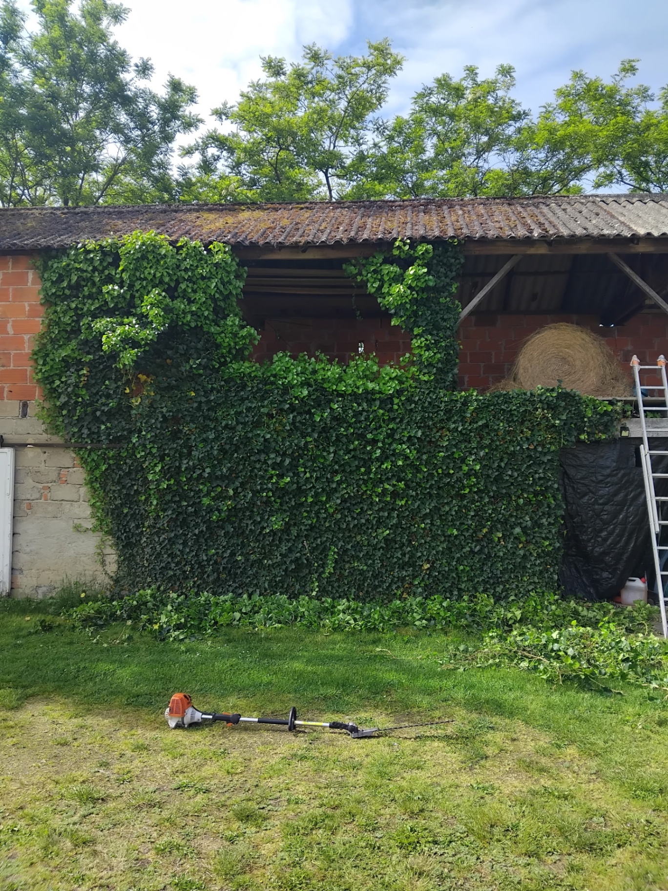 Taille de lierre sur mur de hangar — avant