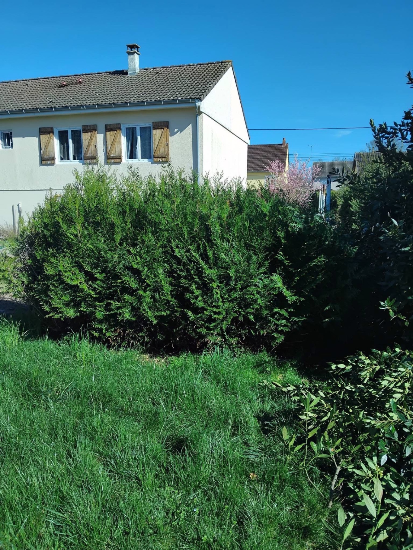 Taille de thuyas et arbustes — avant